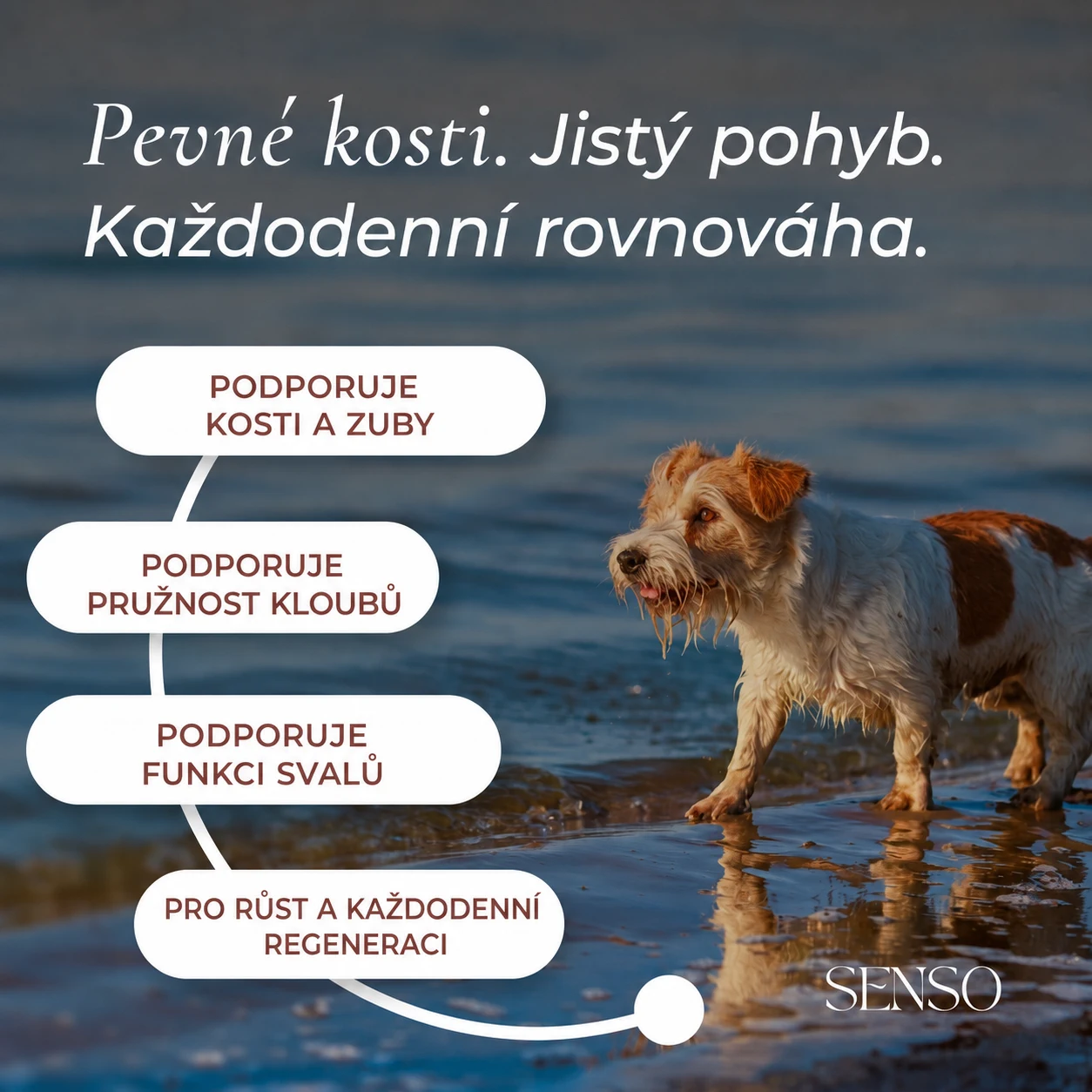 Vápník z řas — obrázek 2