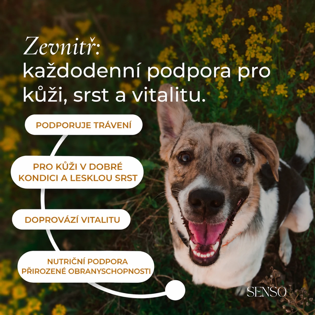 Pivovarské kvasnice — obrázek 2