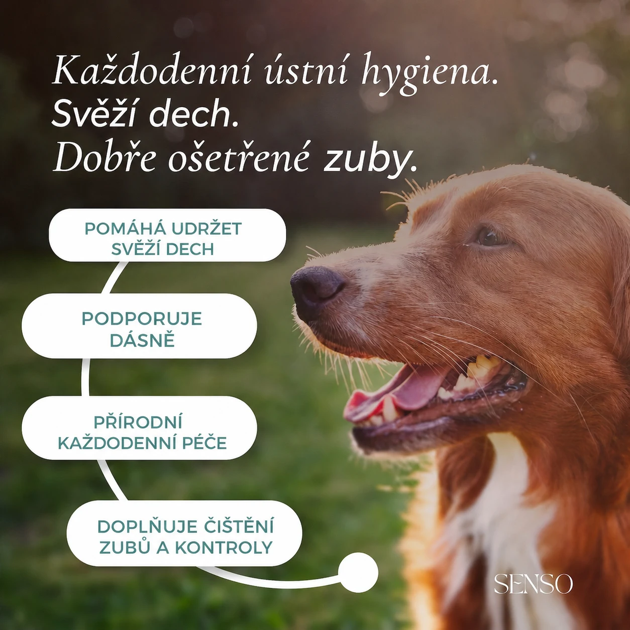 Péče o zuby — obrázek 2