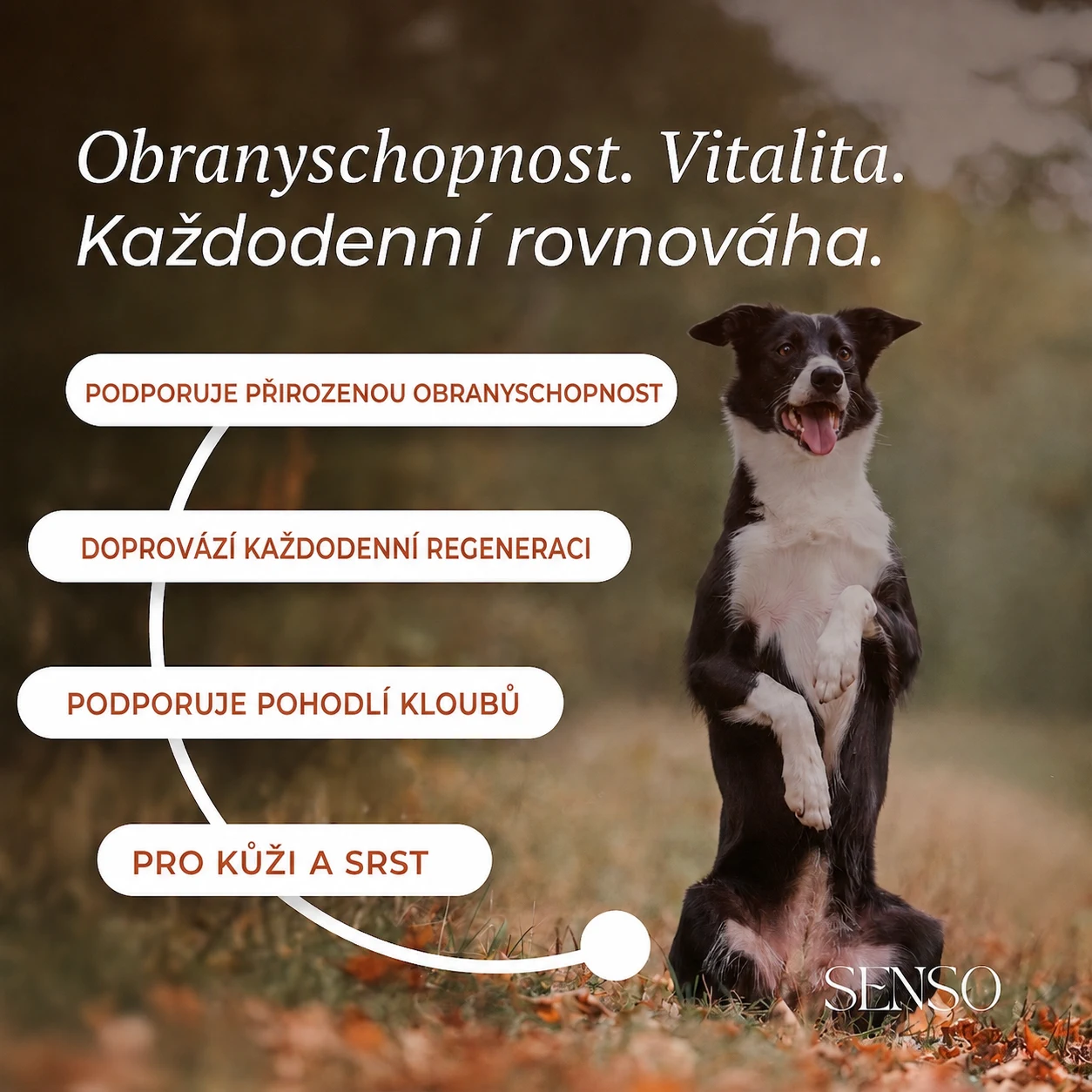 Šípek — obrázek 2